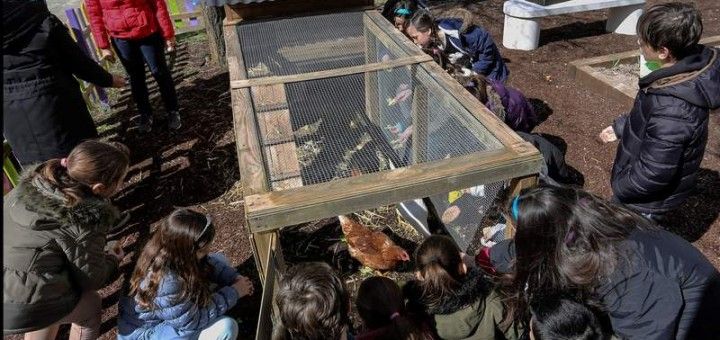 Un gallinero revoluciona la educación de un colegio de Valladolid